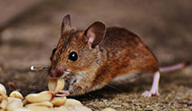 24 Hour & Emergency Exterminators in Tidioute, PA